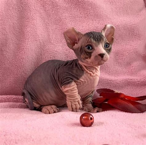 Sphynx cat craigslist. Things To Know About Sphynx cat craigslist. 
